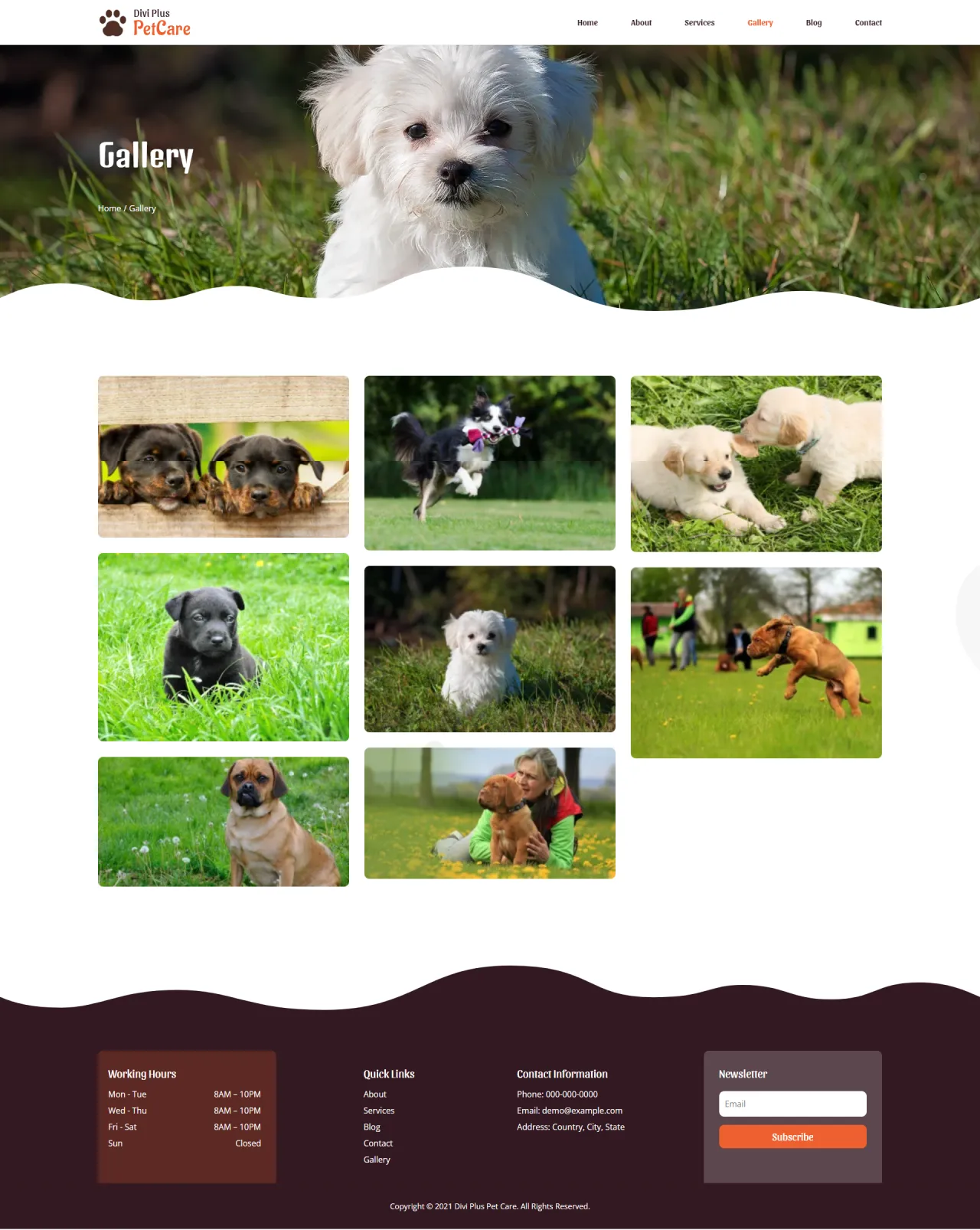 Divi Plus Pet Care Gallery